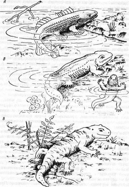 Выход рыб на сушу